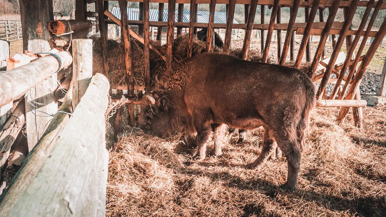 The Bison Reserve in Haţeg, Romania