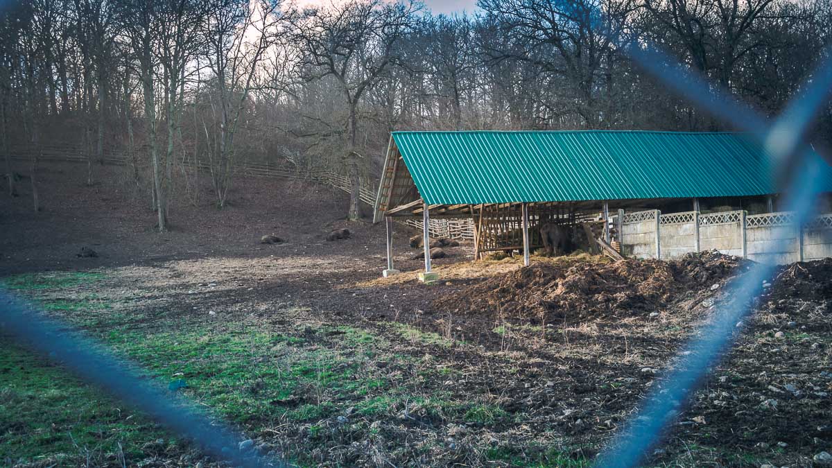 The enclosure where the bisons are held.