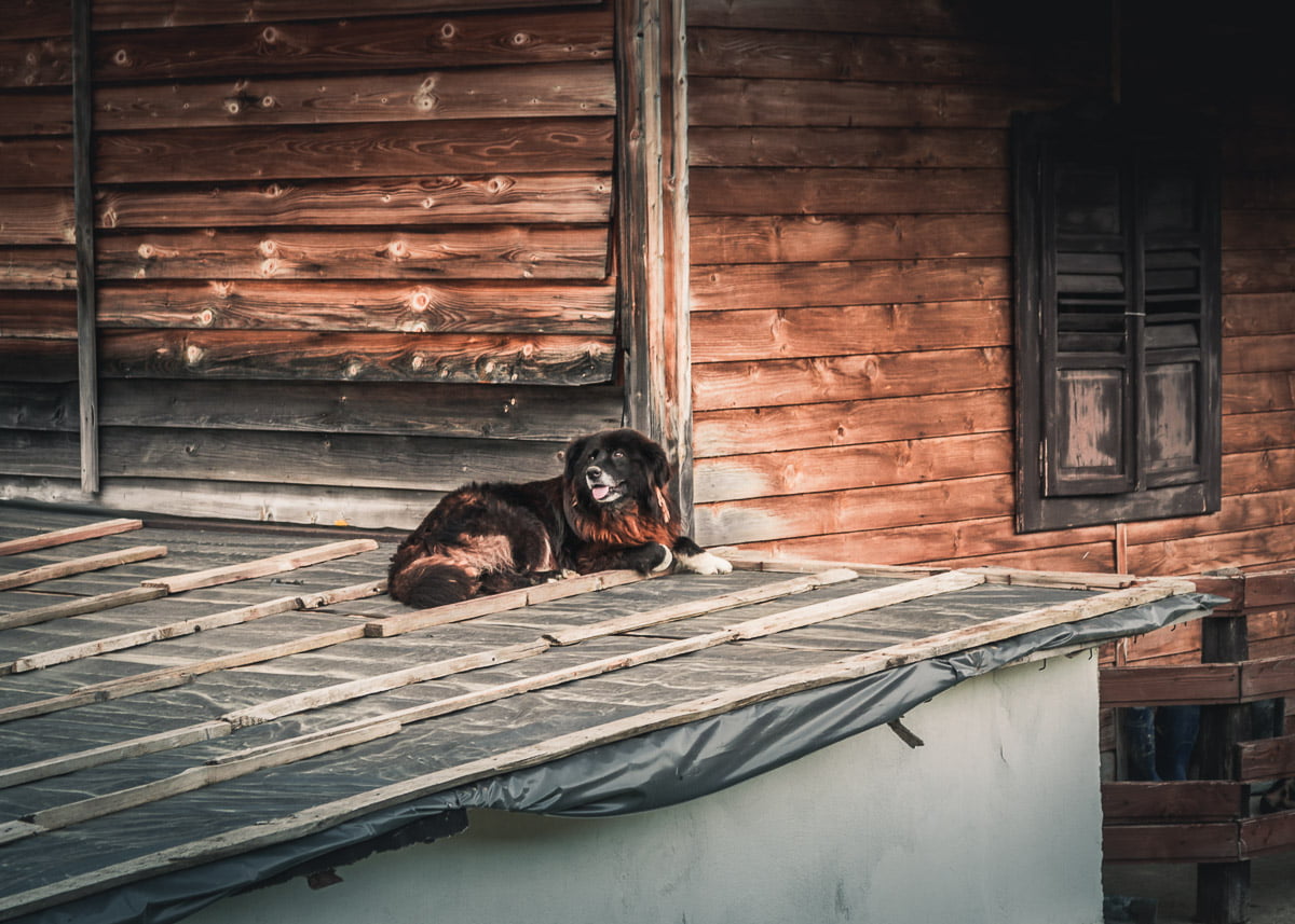 A big dog standing on the roof of a shack.