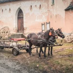 Horse with cart in the village of Daia