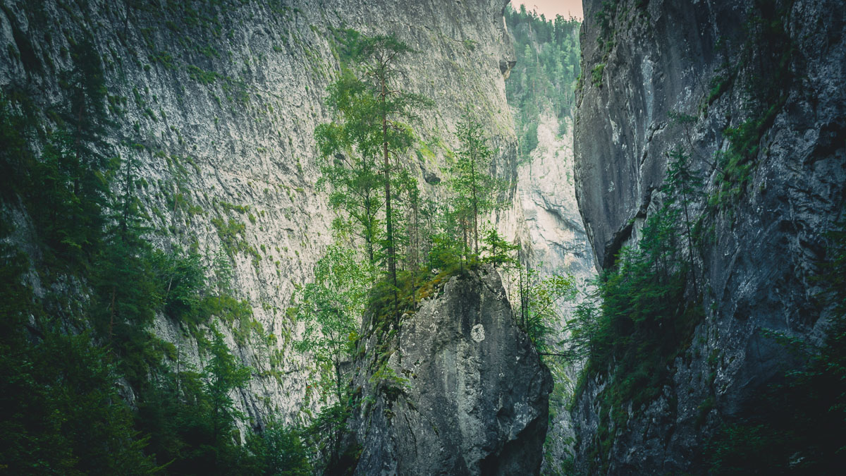 Trees growing on a smaller cliff In the Bicaz gorge.