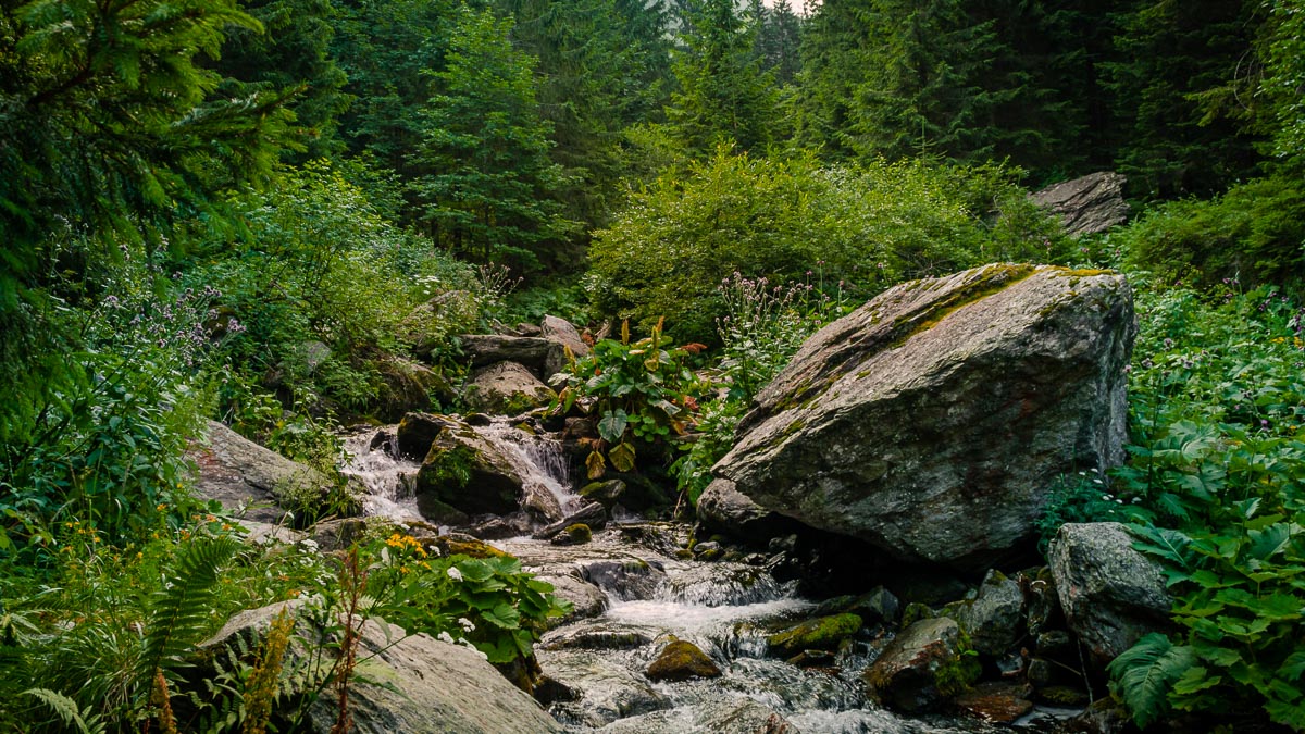 Mountain stream in the forest.