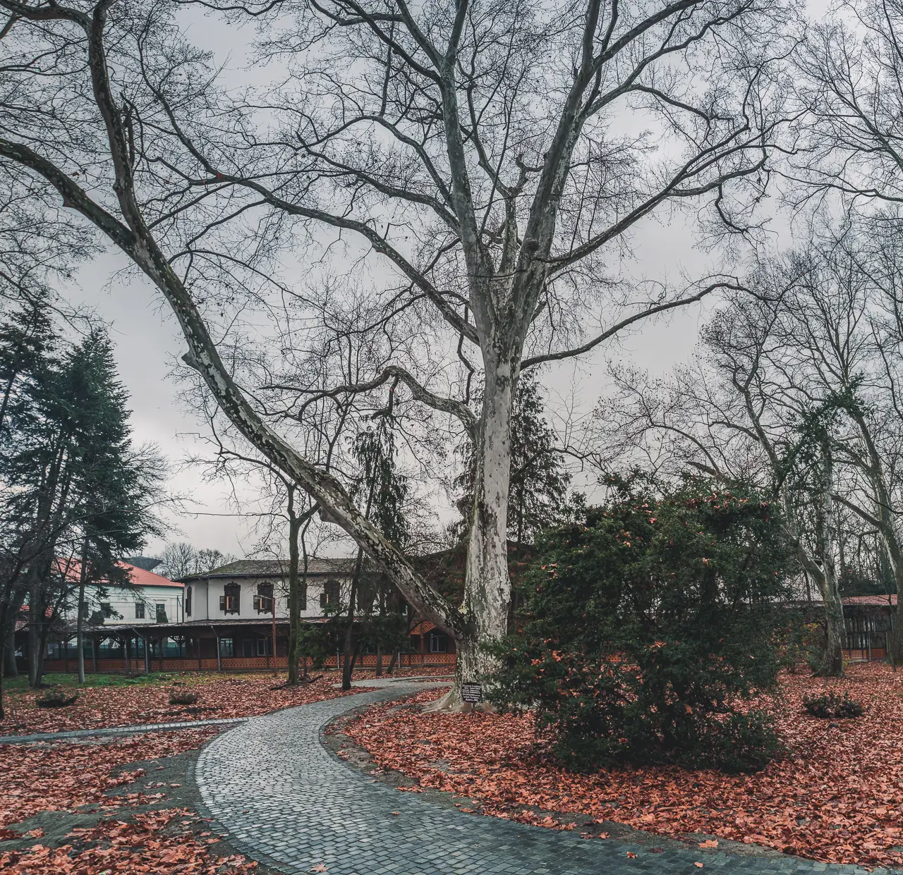 Platanus tree planted in 1812