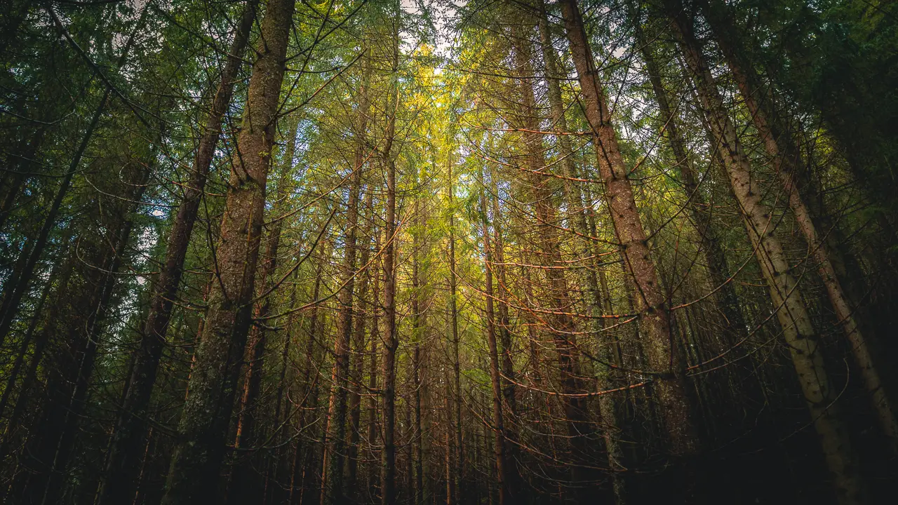 Inside a large pine tree forest.