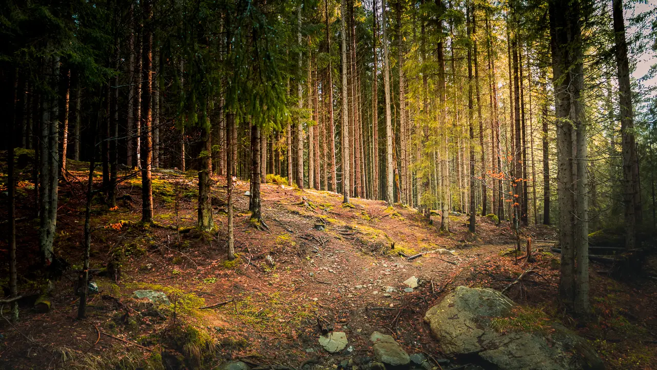 The forest near Groapa Seaca