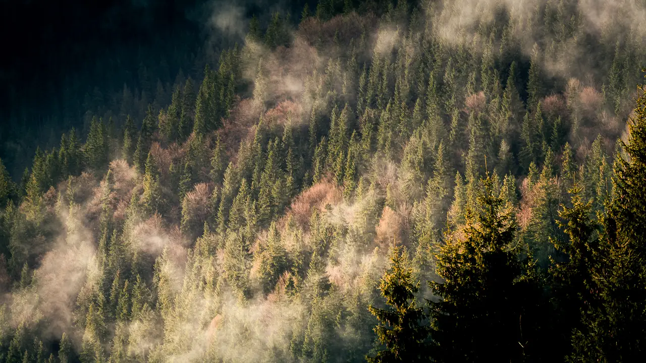 Mist in the forest.