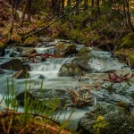 small-waterfall-forest