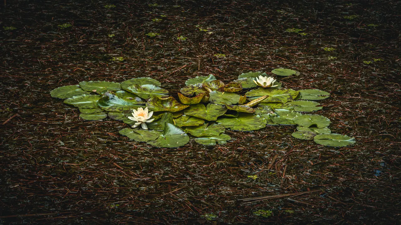 White water Lilies 