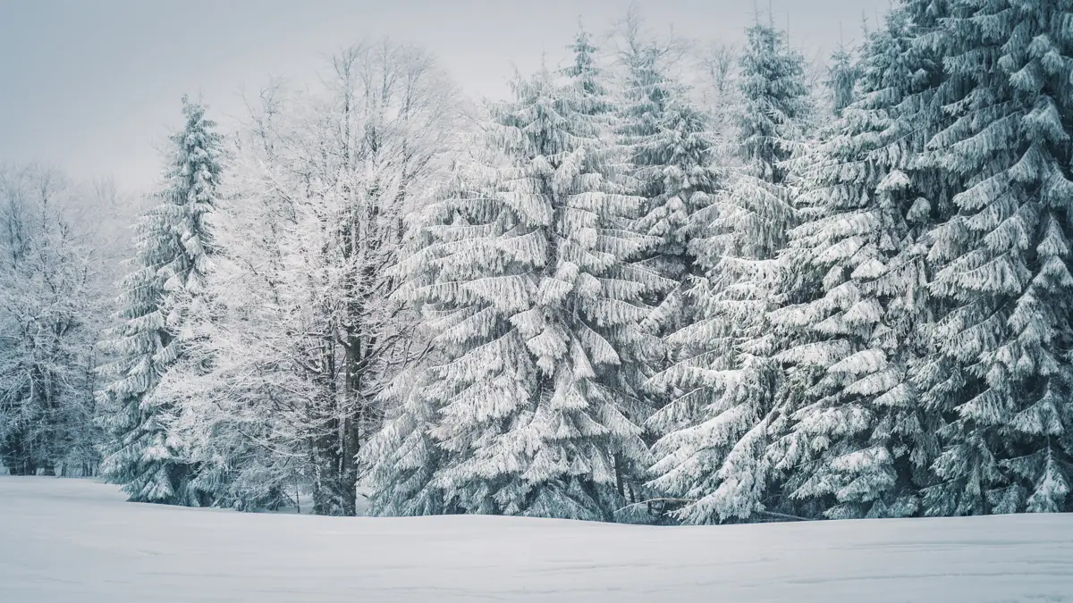 Forest covered with snow.