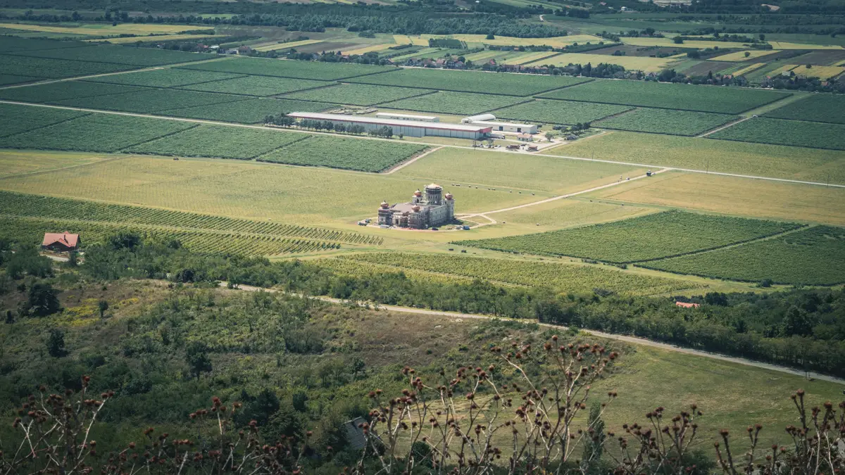 Vineyard near the city.