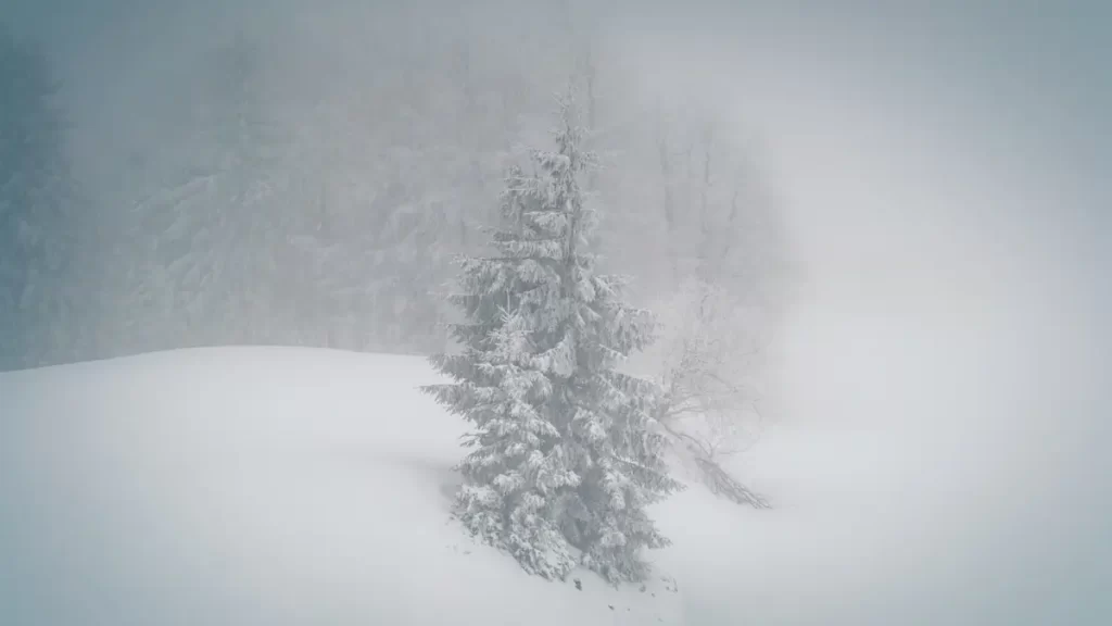 Pine tree near the forest