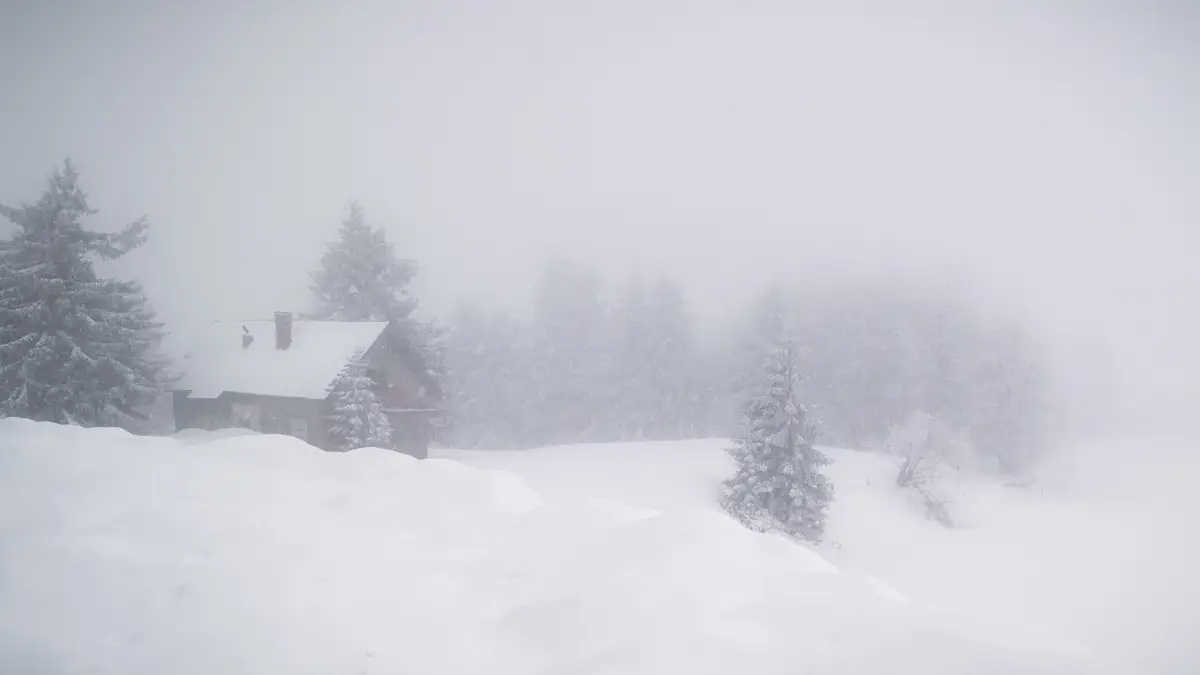 Cabin and the forest in dense fog.