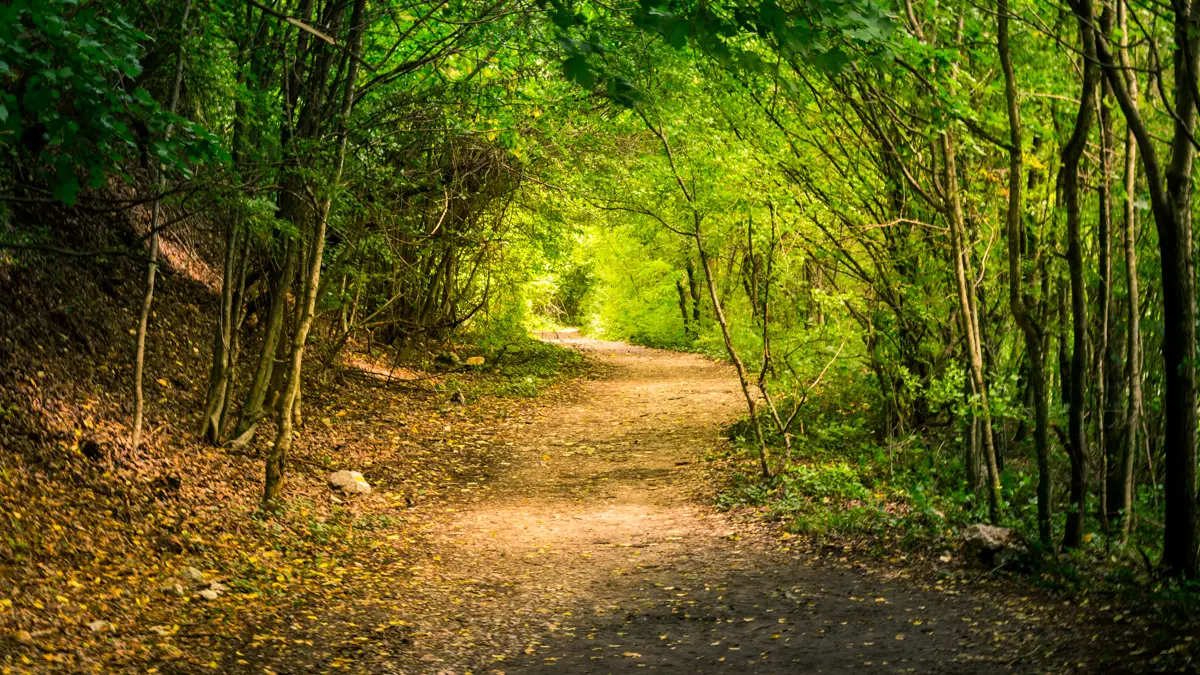 Path in the forest to Ochiul Beiului.