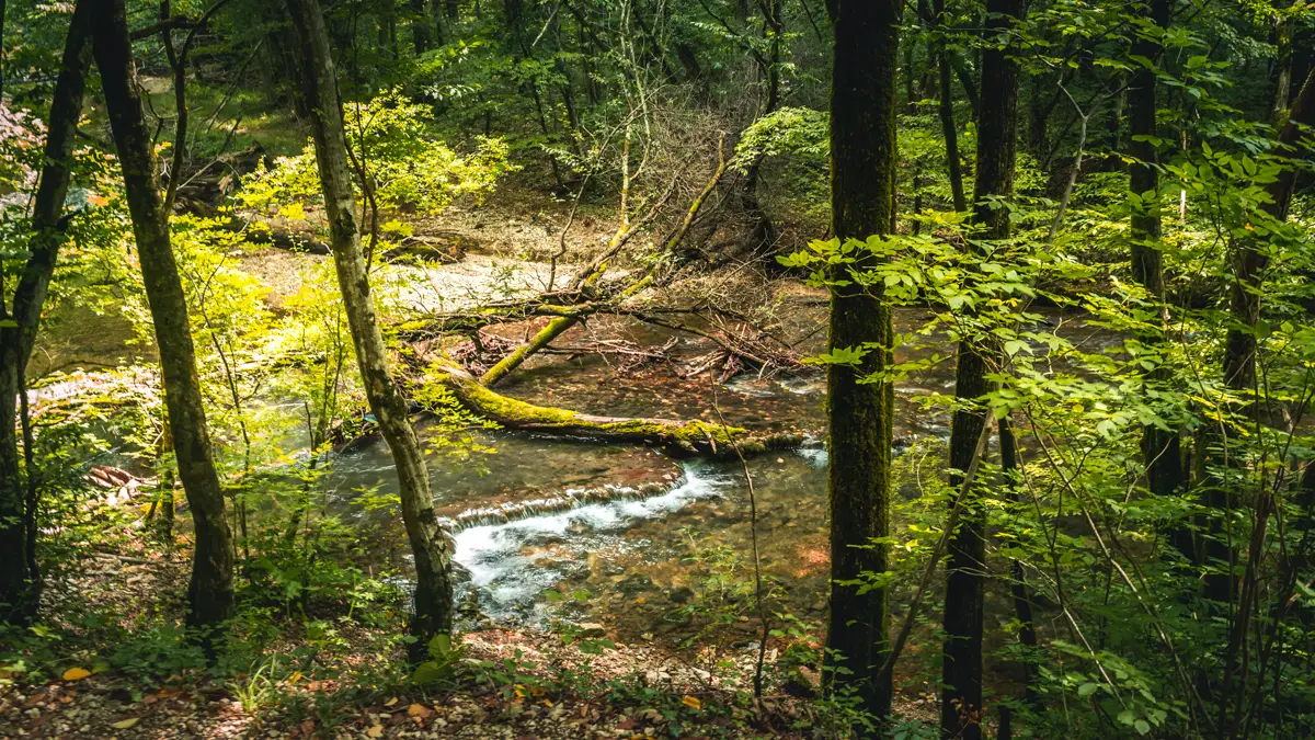 Fallen trees in the water.