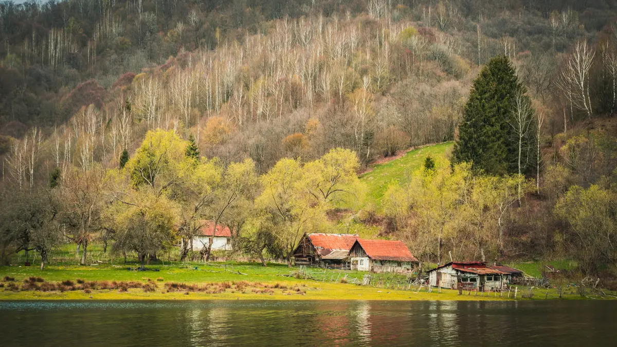 Old houses next to a birch forest.