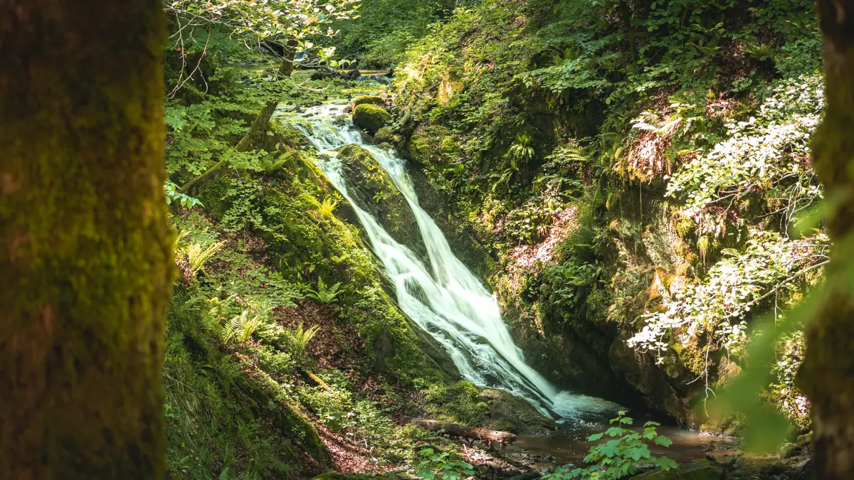 Small waterfall in the forest.