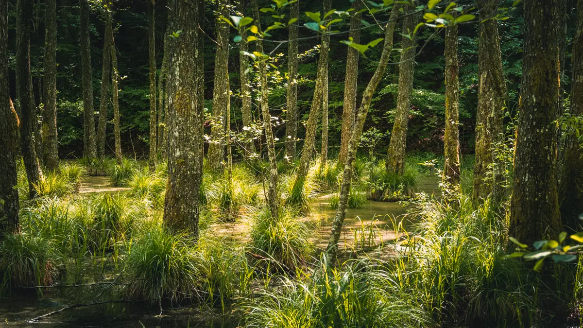 Swamp in the forest.