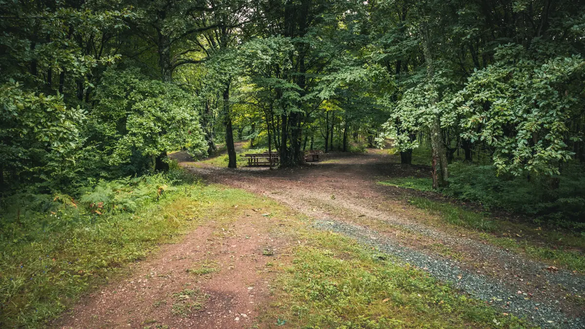 Benches in the forest