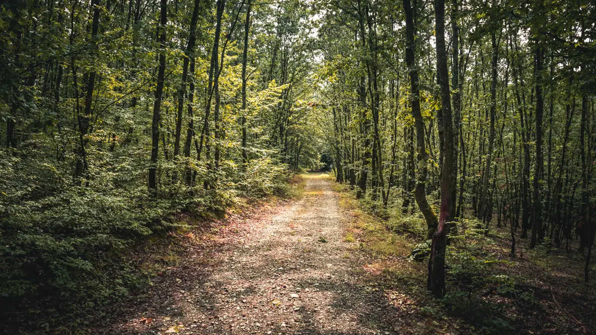 Road towards the benches.