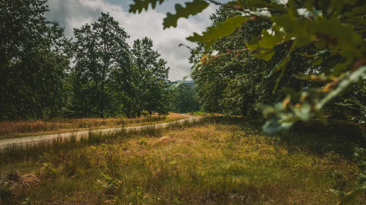 The dirt road that leads to the cave.