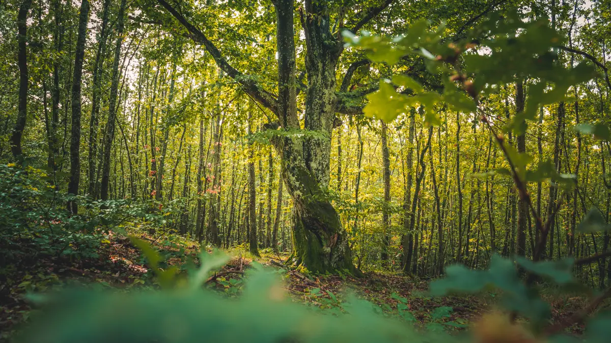 Intertwined trees.