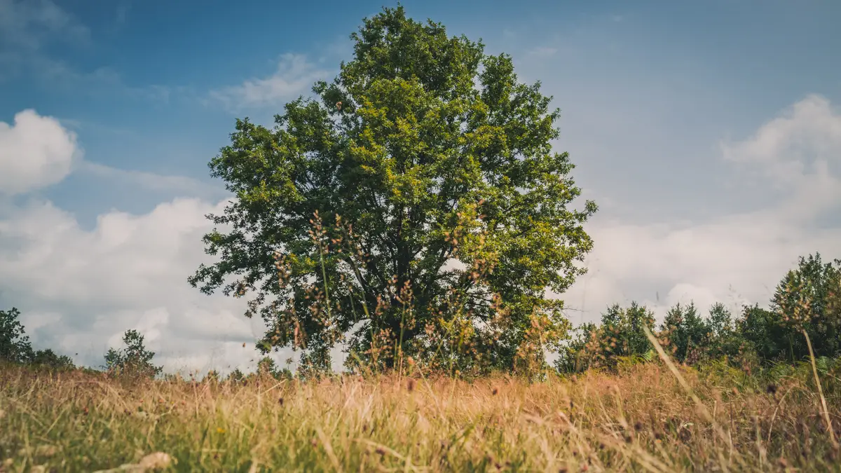 Large tree near the forest.