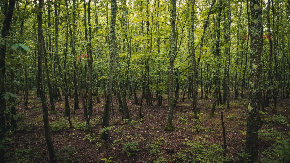 In the oak forest.