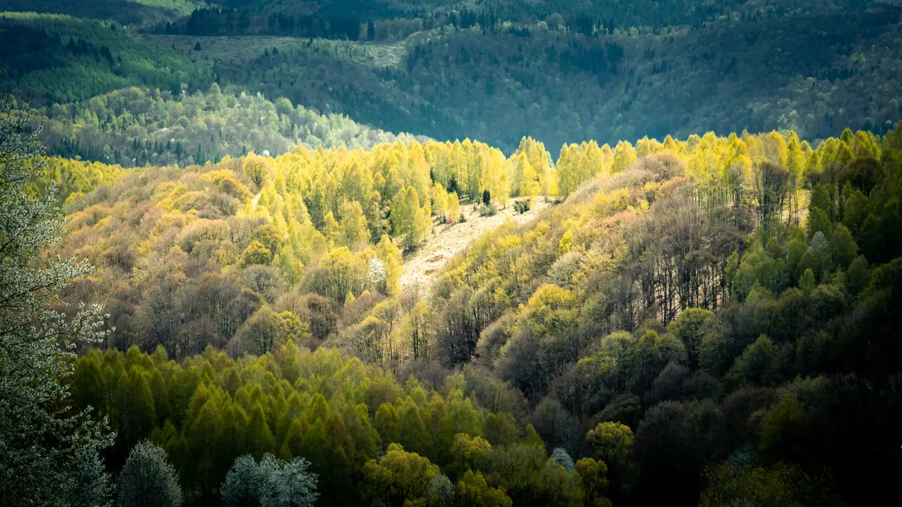 Green trees on the top of a smaller hill.