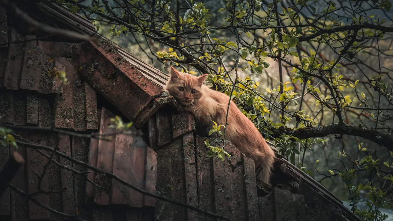 Cat resting on the roof.